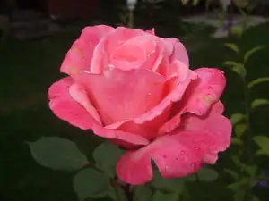iris66 — 22. září 2013
