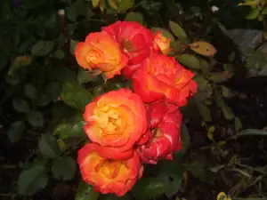 iris66 — 22. září 2013