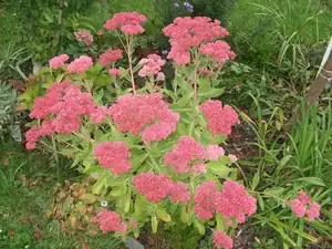iris66 — 22. září 2013