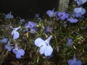 iris66 — 22. září 2013