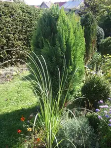 iris66 — 28. září 2013