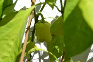 jedna balkonová paprika