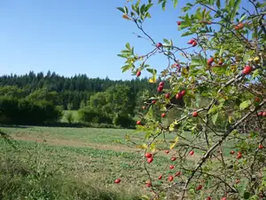 kyti5 — 1. října 2013