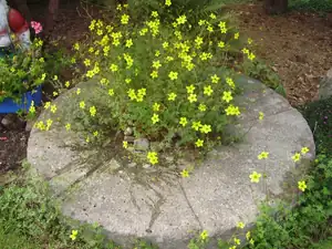 Bidens vyrostl sám