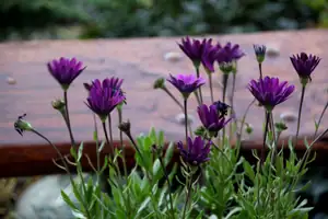 osteospermum...přežilo mráz,ale na řadě jsou už vřesy a kapustičky...