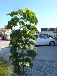 Prosím o sdělení co je to za rostlinu a jak přezimune. Děkuji