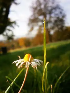Ranní rosa