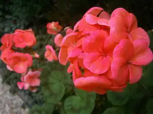 Muškáty