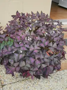 Oxalis