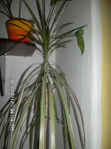 Ustříhnutej roste dál