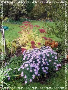 iris66 — 12. října 2013