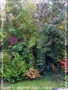 iris66 — 12. října 2013