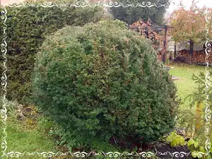 tis dostal sestřih