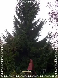 40letý smrk