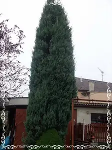 20ti letá raketa