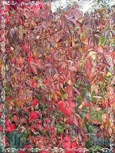 iris66 — 12. října 2013