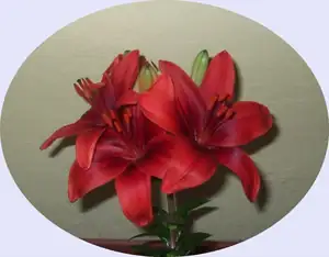 iris66 — 12. října 2013