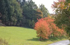 cestou z města...