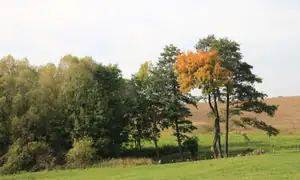 podzim u lesa...