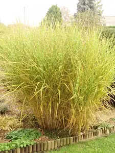 Zebrina