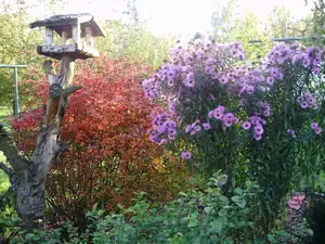 muškatek — 17. října 2013