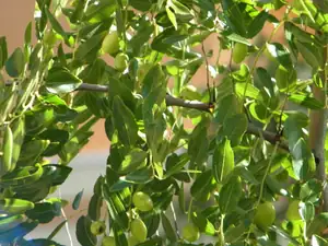 ...olivovník...