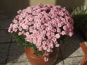 iris66 — 21. října 2013