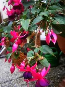 Fuchsie mají stále sezonu