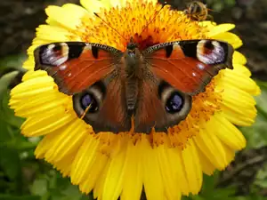 bumble-bee — 26. října 2013
