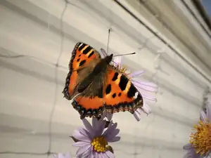bumble-bee — 26. října 2013