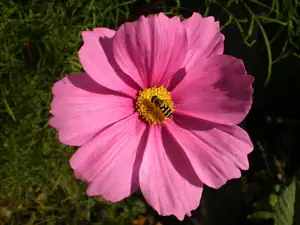 bumble-bee — 26. října 2013