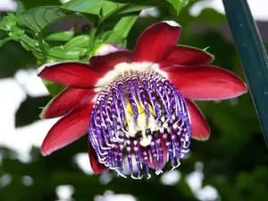 Mučenka--Passiflora Alata