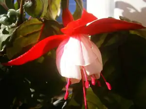 Fuchsie