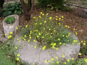 Bidens je nezmar vůbec jej neázím sám se vysemení.