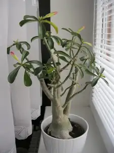 Adenium už pokvete