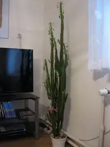 Poroste až do nebe..