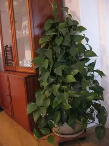 Tady tu neunesu, má smůlu