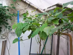 passiflora ligularis