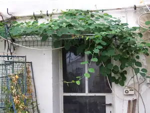 Passiflora actinie