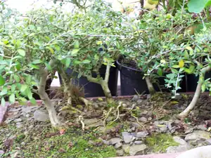 Bon. olea evropaea