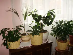 Pokojovky