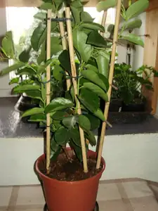 sundavilka