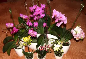 momentálně kvetoucí orchideje...