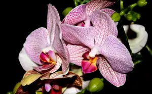 orchidej...
