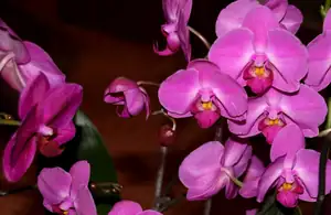 orchidej...