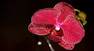 orchidej...