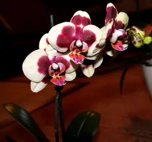 orchidej...
