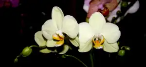 orchidej...