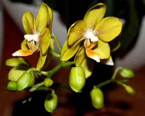 orchidej...