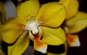 orchidej...